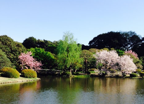 Shinjuku national garden Tokyo, a lovely park in spring.