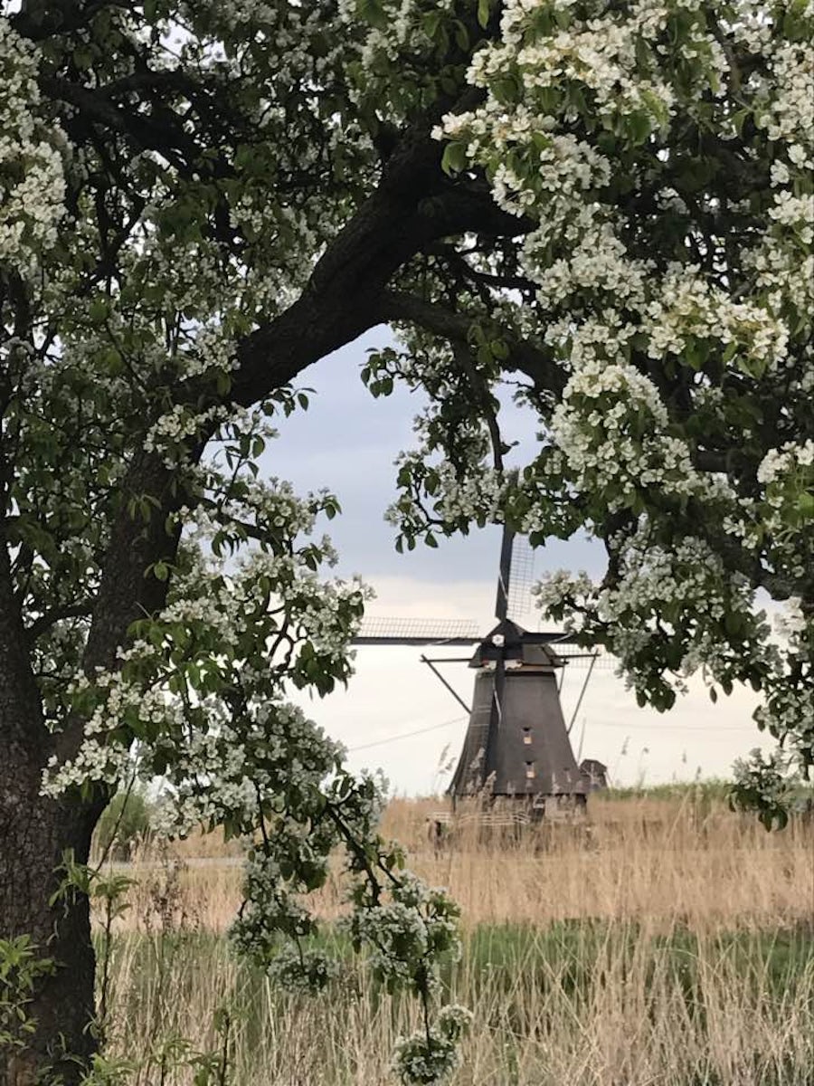Last stop before Amsterdam, historic windmills...each more than a century o