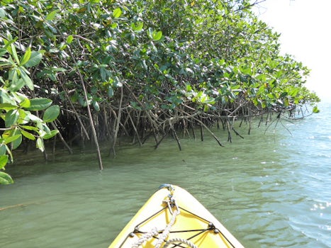 Kayaking by the mangroves