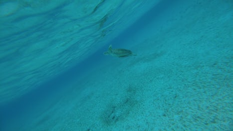 Sea turtle at Paradise Cove