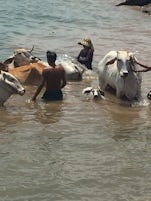 Oxen cooling down in the Mekong