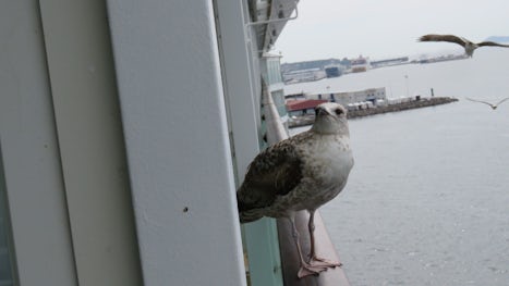 Even the sea gulls like to cruise.