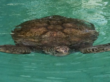 Mr. Turtle.
