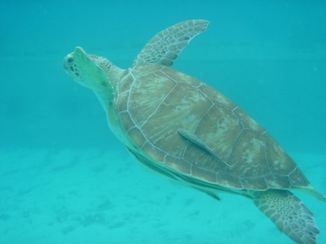Sea turtle while snorkeling