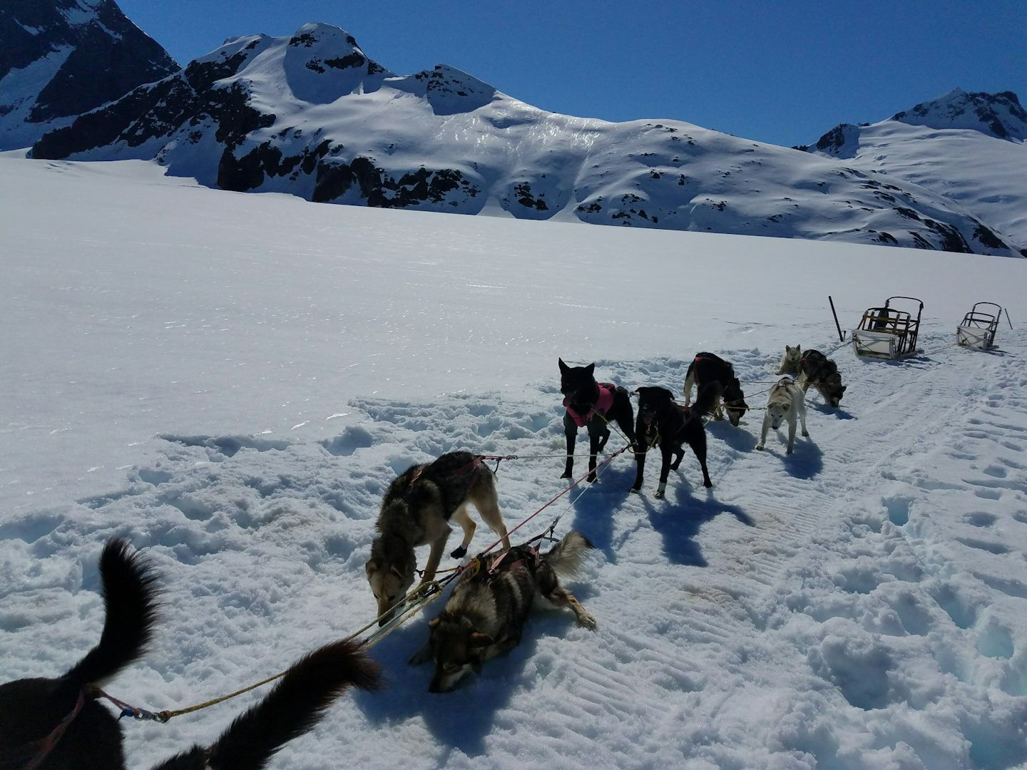 Dog sledding on a glacier was the BEST!  Would highly recommend this shore