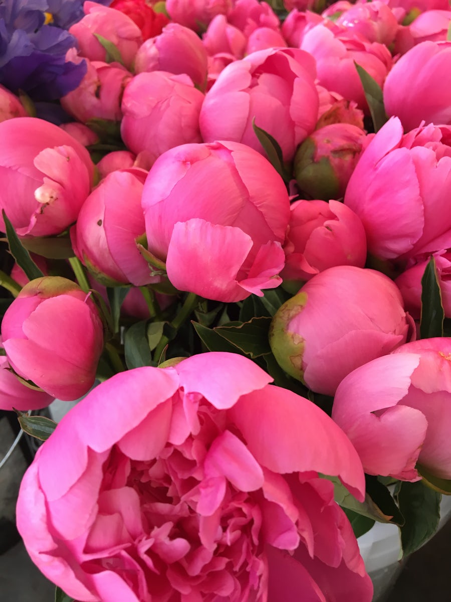 Peonies at the Pike Place Market.
