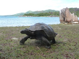 Giant Aldabra tortoise on Curieuse island.