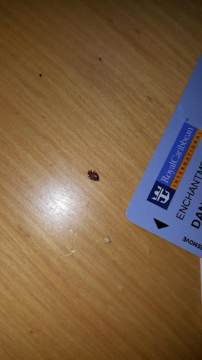 Bedbug found in the cabin