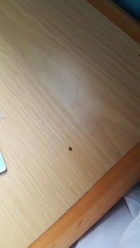 Another bedbug