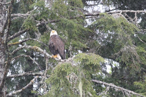 Bald Eagle in Ketchikan