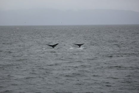 Whale tail at Icy Strait whale watch