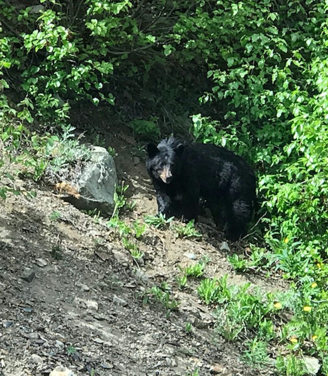 Saw this black bear by the side of the road when we were returning from the