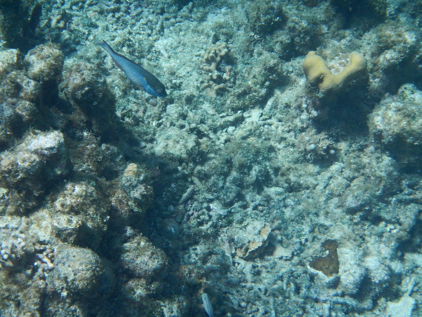 Snorkeling in Roatan