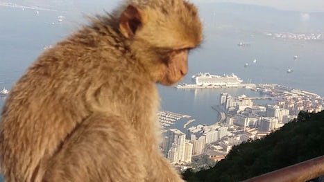 A monkey from Gibraltar watching the Ventura.