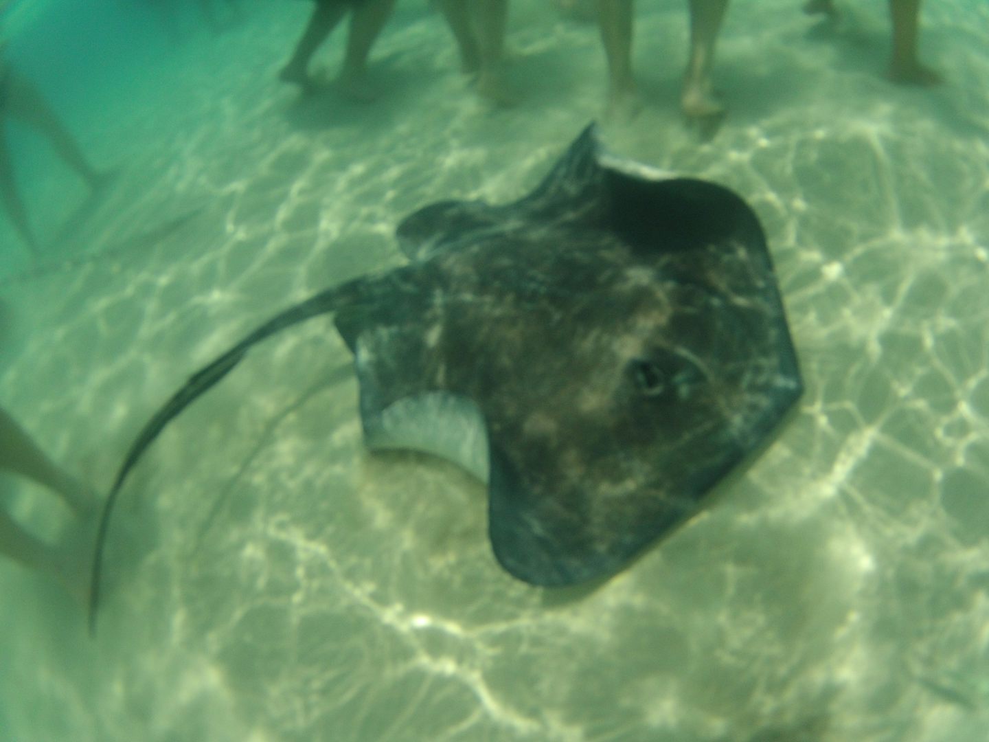 Swim with the sting rays in Grand Cayman