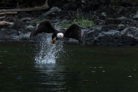 Bald Eagle grabbing a fish as we sit on our Zodiacs and gawk!