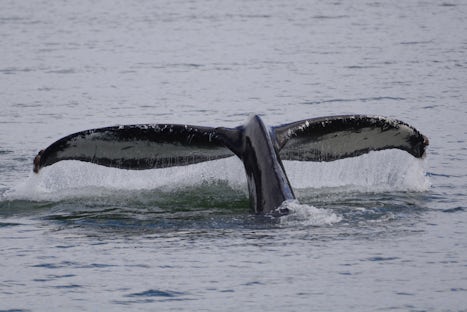 Humpback whale from Whale Watching excursion.