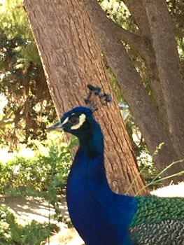 Peacocks are free to roam the grounds.