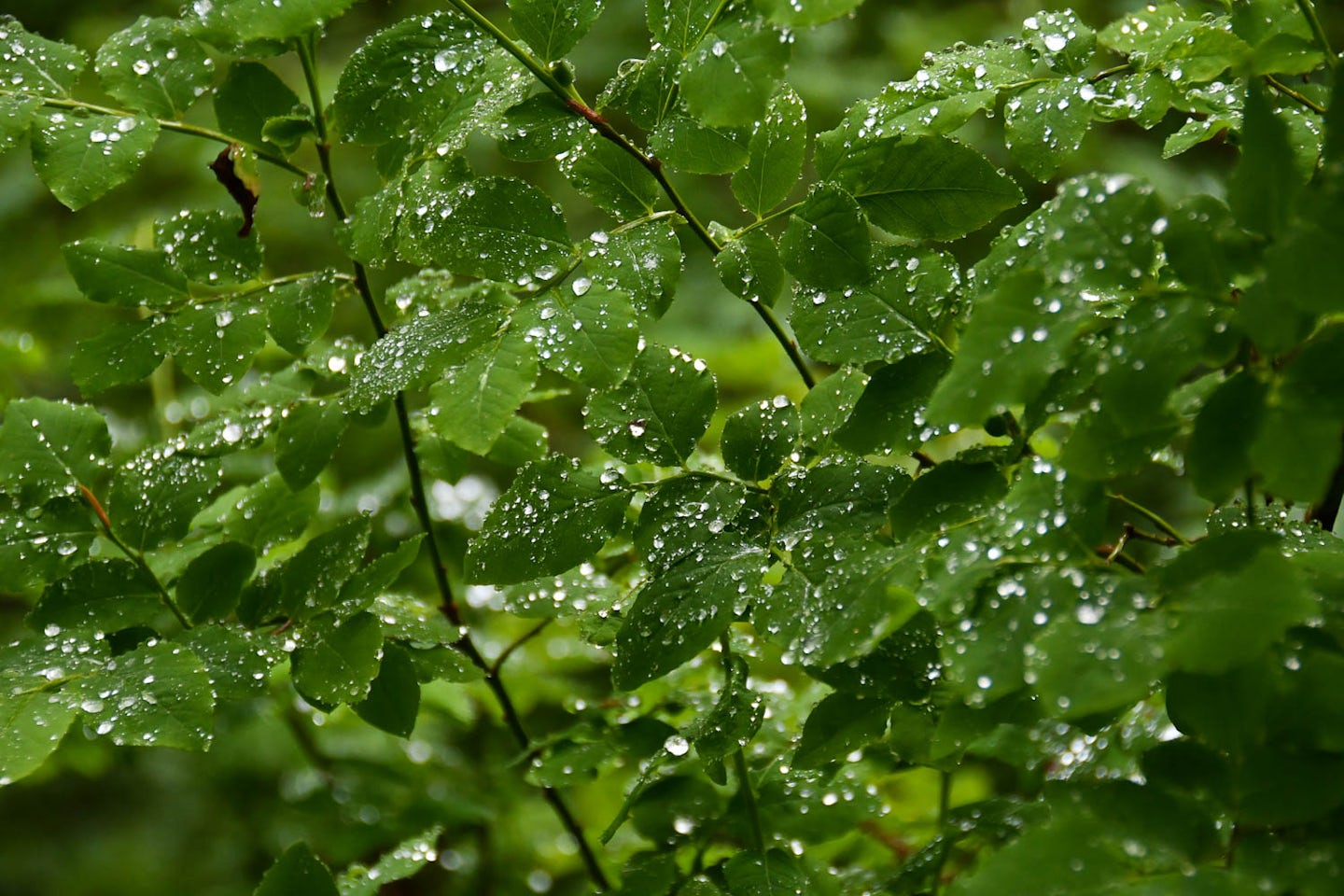 Leaves and droplets, nature trail