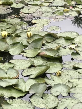 Water lilies in Monet's gardens