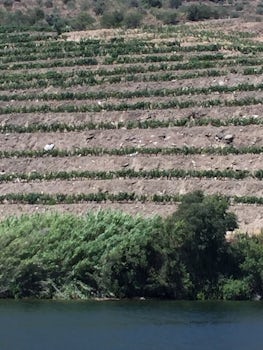 Vineyards on mountains