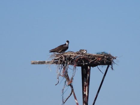 Birds nesting near lock & dam