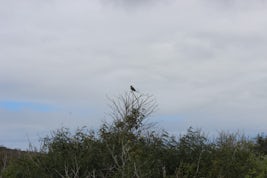 Galapagos Island Mockingbird in tree