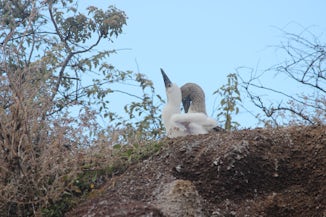Galapagos Blue-footed Boobie nest with baby and parent. Photo captured on m