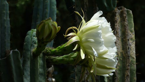 Flower on giant cactus in Florence Trevelyan's Garden, Taormina.