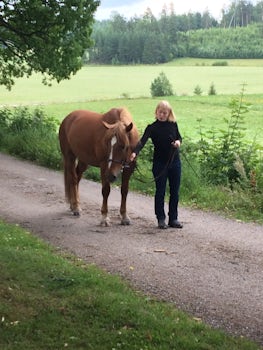 Prize winning horse on the farm in Sipoo, Finland.  Close to Helsinki.
