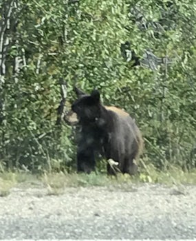 Cinnamon bear on the way to th Yukon.