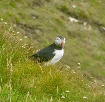 Puffin on Shetland Island