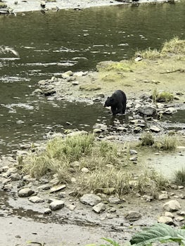 A black bear in the wild, Ketchikan