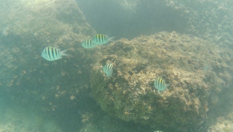 Cococay underwater