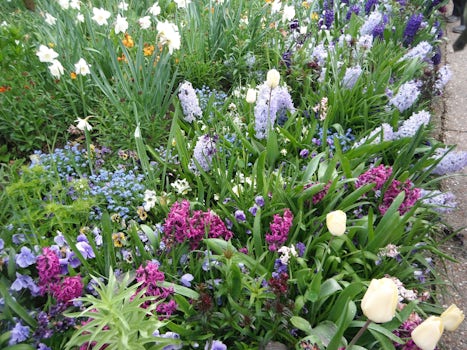Flowers in Monet's garden