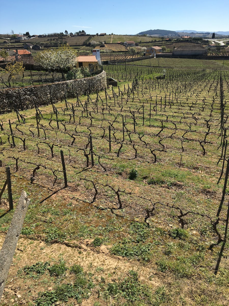 A vineyard in early spring. To prevent the roots from freezing in winter, t