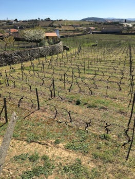 A vineyard in early spring. To prevent the roots from freezing in winter, t