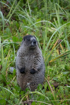 Didn't see any bears - but saw a Marmot