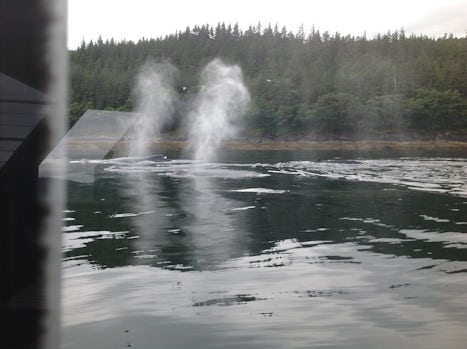 Whale watch in Juneau