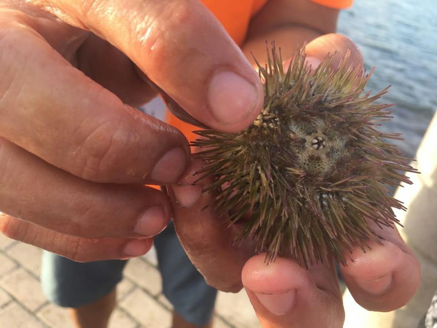 Tony reached into the water and grabbed a sea urchin for us to hold/look at