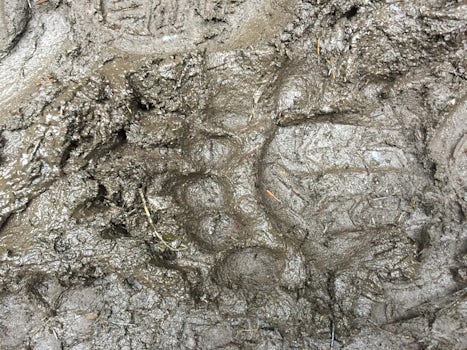 fresh bear tracks on Chilkoot Trail in Skagway