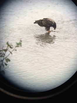 bald eagle eating salmon in Skagway