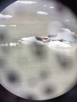 sea lions in Tracy Arm Fjord
