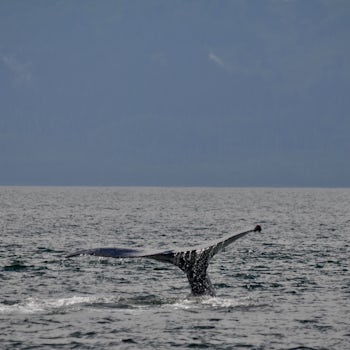 Juneau whale watch