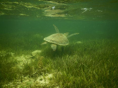 Turtle in Noumea