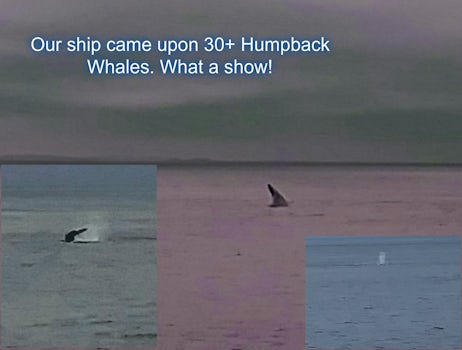 This group of humpbacks were not too far out from Victoria. Enjoyed the show from the deck of our ship!