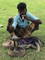 A Boa and a Cobra in Sri Lanka