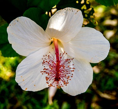 Waimea Canyon flower