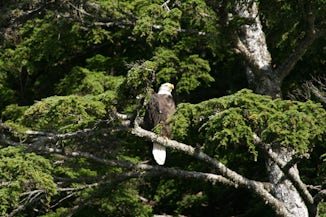One of many Bald Eagles seen while in Ketchikan.