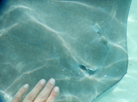 Snorkeling with stingrays.  That’s my hand petting a stingray.